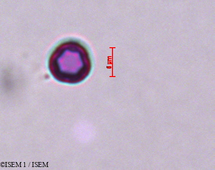 ISEM 1/Cynoglossum_cheirifolium_29273/Cynoglossum_cheirifolium_29273_0004(copy).jpg